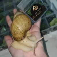 حلزون آپارتمانی