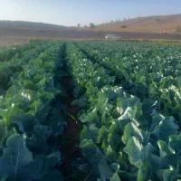 ملک کشاورزی