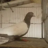 کفتر سینه سرکیه ای