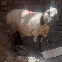 یک راس گوسفند