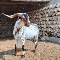 نری نقشی