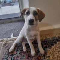 سگ ۴ماهه نژاد بومی