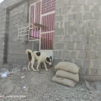 توله گله