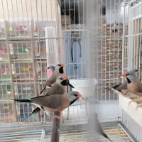 فنچ کرواتی|پرنده|شیراز, کرونی(خاتونک)|دیوار