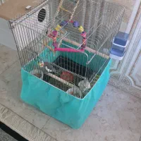 عروس هلندی فروشی|پرنده|الیگودرز, |دیوار