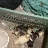 جوجه اردک اسراییلی
