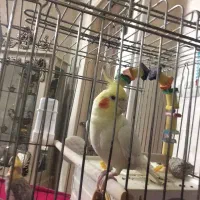 عروس هلندی سالم ‌سرحال|پرنده|گلستان (تهران), |دیوار