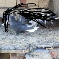 نرو ماده زاغ دم