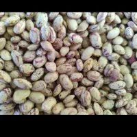 لوبیا تلاش