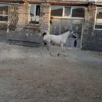 اسب