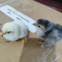 جوجه دیلگونی اصل همه پاپر ودرشت