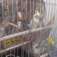 3جفت عروس سخنگو تخمگذار تمام دستی پرهای صاف|پرنده|اشتهارد, |دیوار