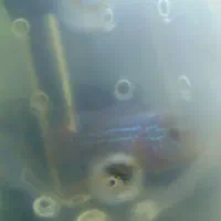 فروش فلاورهورن فلاور سوپر رد|ماهی|مشهد, حسابی جنوبی (شهرک غرب)|دیوار