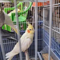 پرنده|پرنده|گالیکش, |دیوار