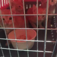 واگذاری گربه