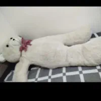 فروش خرس بزذگ