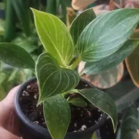 فیلودندرون،میخک،شمدونی