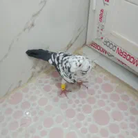 کفتر|پرنده|شیراز, کرونی(خاتونک)|دیوار