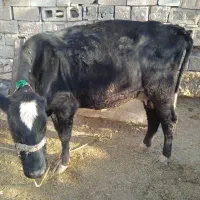 فروش گاو شیری|حیوانات مزرعه|ایذه, |دیوار