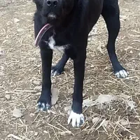 ماده سرابی دوساله