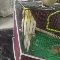 عروس هلندی