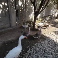 فروش قو غاز وغاز محلی
