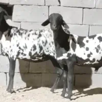 بره برشن ابستن سه ماهه بانر برشن