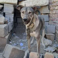 سگ شکاری