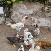 خروس لاری سفید