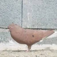 سرخ دم سفید خال سیاه