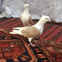 پشت زرد دوبالی پشتار پش|پرنده|تاکستان, |دیوار