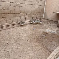 شادگان|حیوانات مزرعه|شادگان, |دیوار