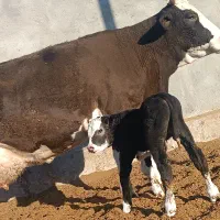 گاو گوساله .