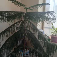 گل طبیعی یک متر ۸۰