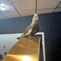 عروس هلندی گمشده|حیوانات|بندرعباس, |دیوار