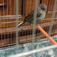 قناری کلاستر|پرنده|شهرکرد, |دیوار