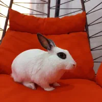 خرگوش