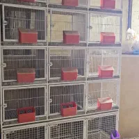 جفتگاه کبوتر درجه یک