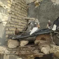 فروش تعدادی کبوتر رنگ