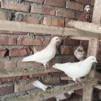 همشون یجا دونه 200تومن