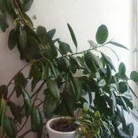 گل فیکوس|گل و گیاه طبیعی|خرمآباد, |دیوار