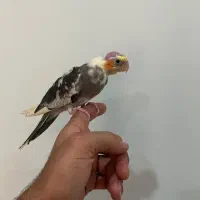 جوجه عروس لوتینو و طوسی|پرنده|قزوین, |دیوار