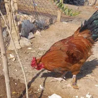 مرغ لاری خروس بوقلمون|حیوانات مزرعه|جعفرآباد, |دیوار