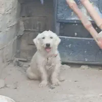 سگ پشمالو شیتزو ماده