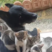 واگذاری بچه گربه