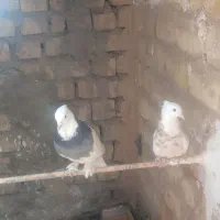 کفتر طوقی مهر