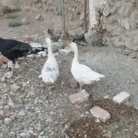 غاز یا بت سیستانی