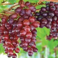 پیشفروش نهال انگور فیلم سیدلیس