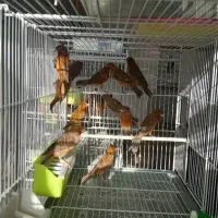 قناری سرخ شتری سرخ