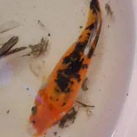 ماهی کوی ولجنخوار|ماهی|شیراز, گود عربان|دیوار